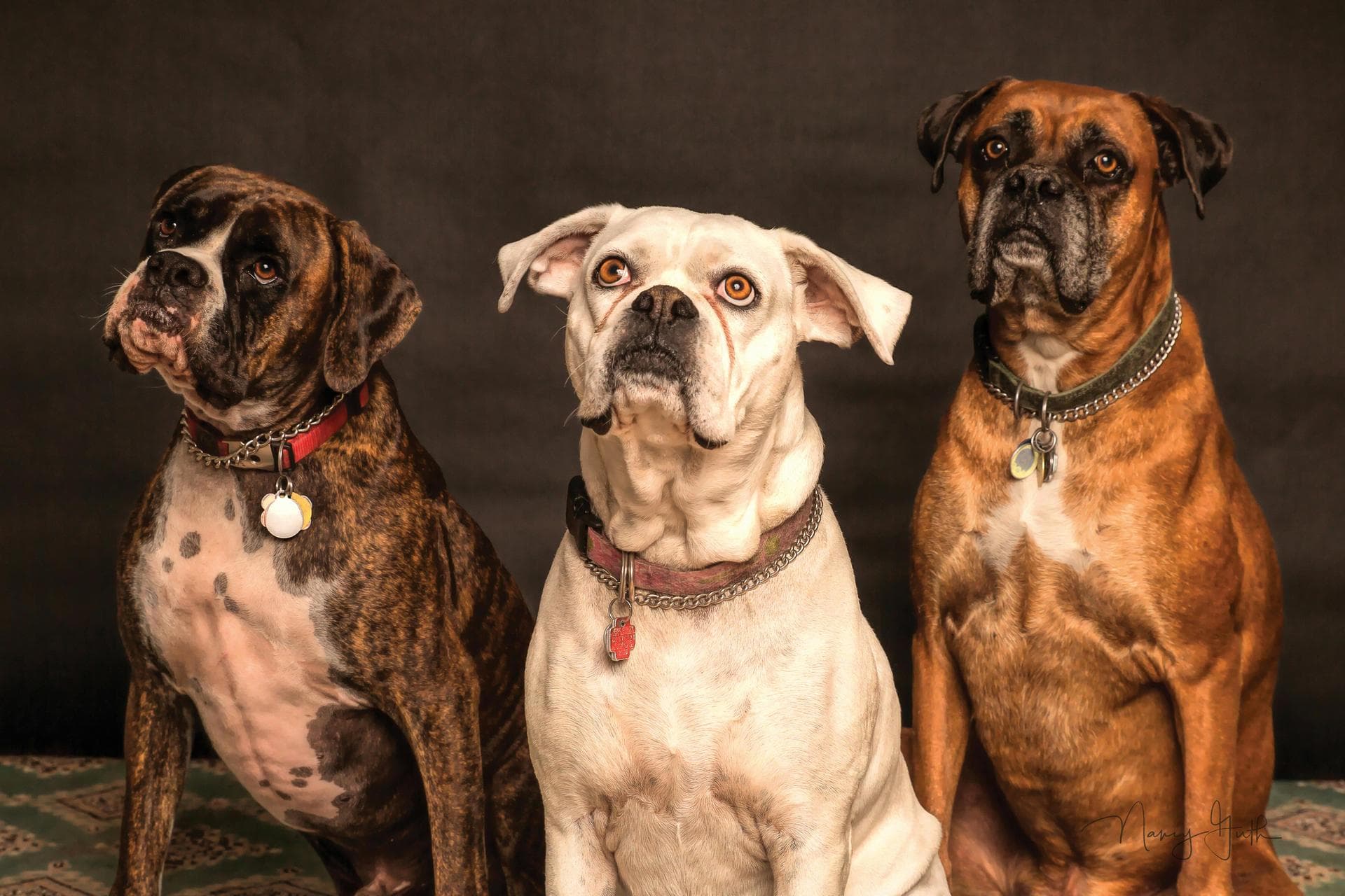 Best Vets in Dartmouth